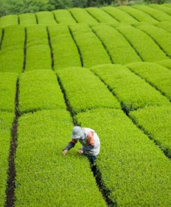 Negro Organics - Té en Hebras enteras S/Tacc Organico y Vegano 80 gr 8 Inti Zen In_T Organics